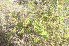 Cliffortia ferruginea