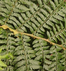 Polystichum pungens