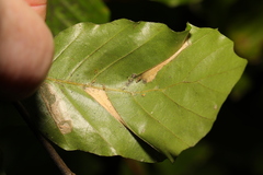 Phyllonorycter maestingella
