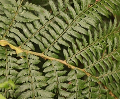 Polystichum pungens