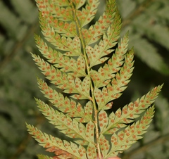 Polystichum pungens
