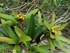 Acridocarpus natalitius