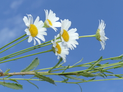 Leucanthemum pallens