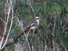 Dacelo novaeguineae novaeguineae