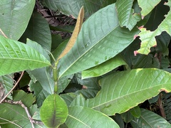 Triplaris americana