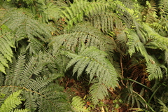 Polystichum pungens