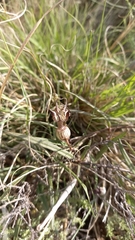 Ceropegia filiformis