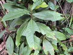 Triplaris americana