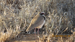Rhinoptilus chalcopterus