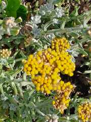 Helichrysum dasyanthum
