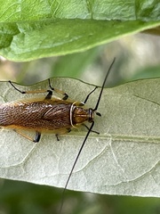 Balta bicolor