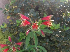 Alstroemeria psittacina