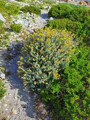 Helichrysum dasyanthum