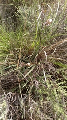 Ceropegia filiformis