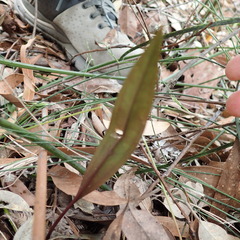 Cryptostylis erecta
