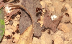 Lacconectus formosanus