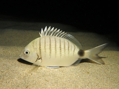 Diplodus sargus