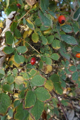 Rosa corymbifera