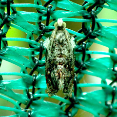 Acroceuthes metaxanthana