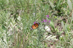 Danaus chrysippus orientis