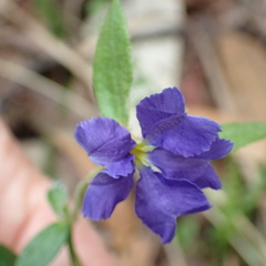 Dampiera stricta
