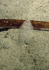Arnoglossus
