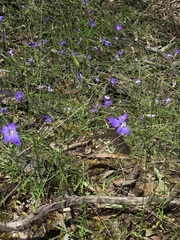 Wahlenbergia stricta