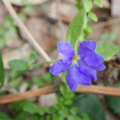 Dampiera stricta
