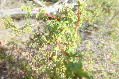 Cliffortia ferruginea