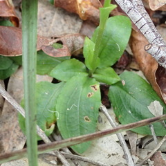 Pterostylis baptistii