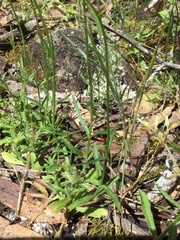 Wahlenbergia stricta