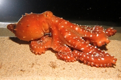 Callistoctopus macropus