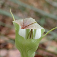 Pterostylis baptistii