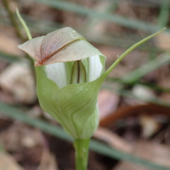 Pterostylis baptistii