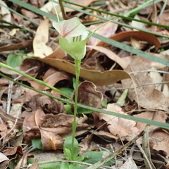 Pterostylis baptistii