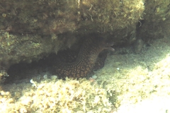 Muraena helena
