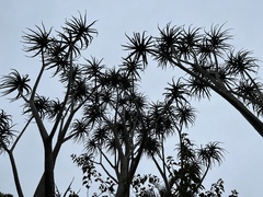 Aloidendron barberae