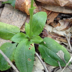 Pterostylis baptistii