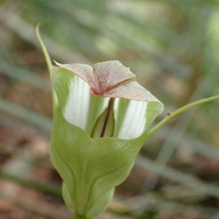 Pterostylis baptistii