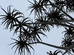 Aloidendron barberae