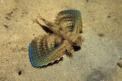 Dactylopterus volitans