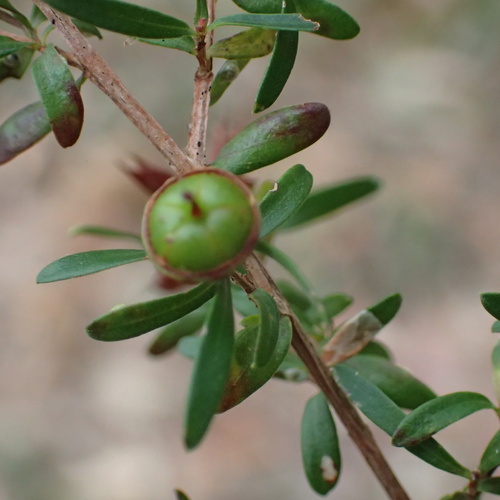 Leptospermum polygalifolium