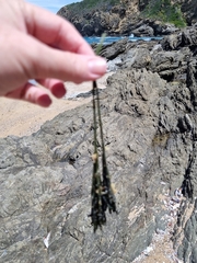 Codium