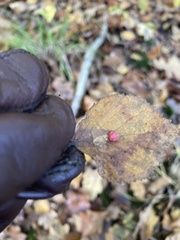 Harmandiola tremulae