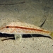 Red Mullet - Photo (c) Prat, some rights reserved (CC BY-NC), uploaded by Prat