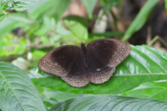 Ethope himachala