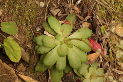 Crassula orbicularis