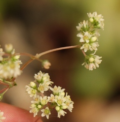 Crassula orbicularis