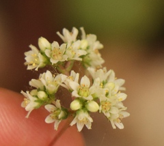 Crassula orbicularis