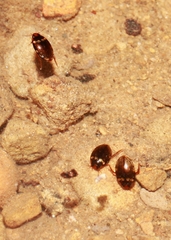 Lacconectus formosanus